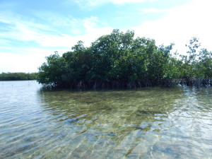 DSCN0098
